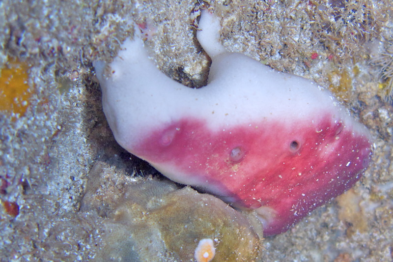 Sponge from Cyprus